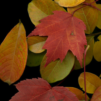 Feuilles vives III