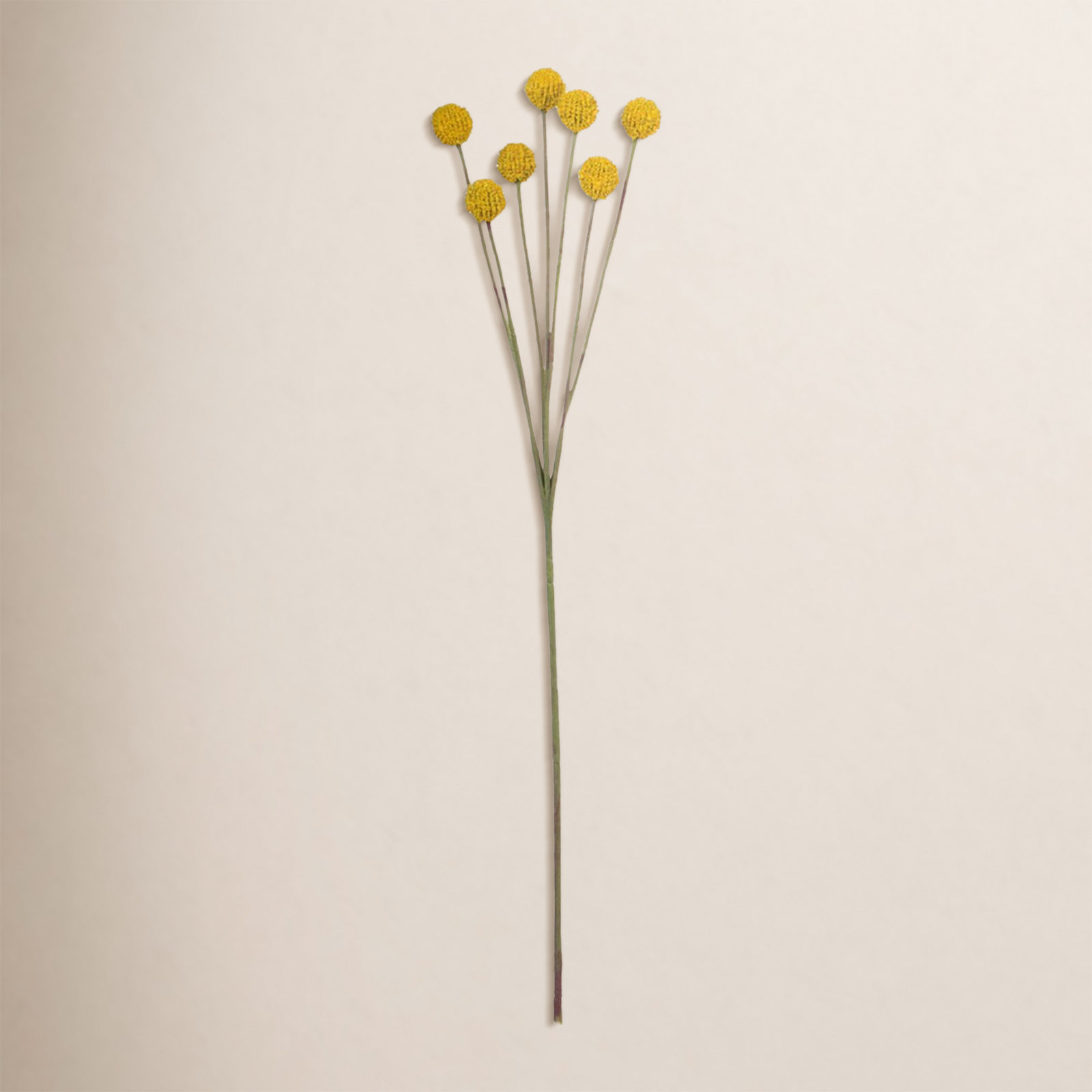 Billy Button Stem, Yellow