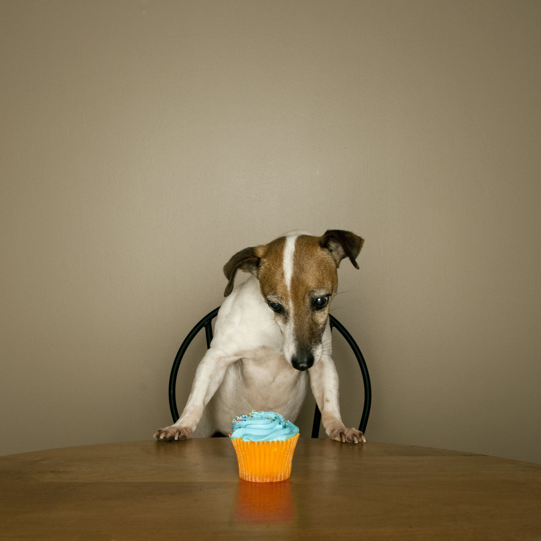 Jack Russell Terrier starrt auf Cup Cake