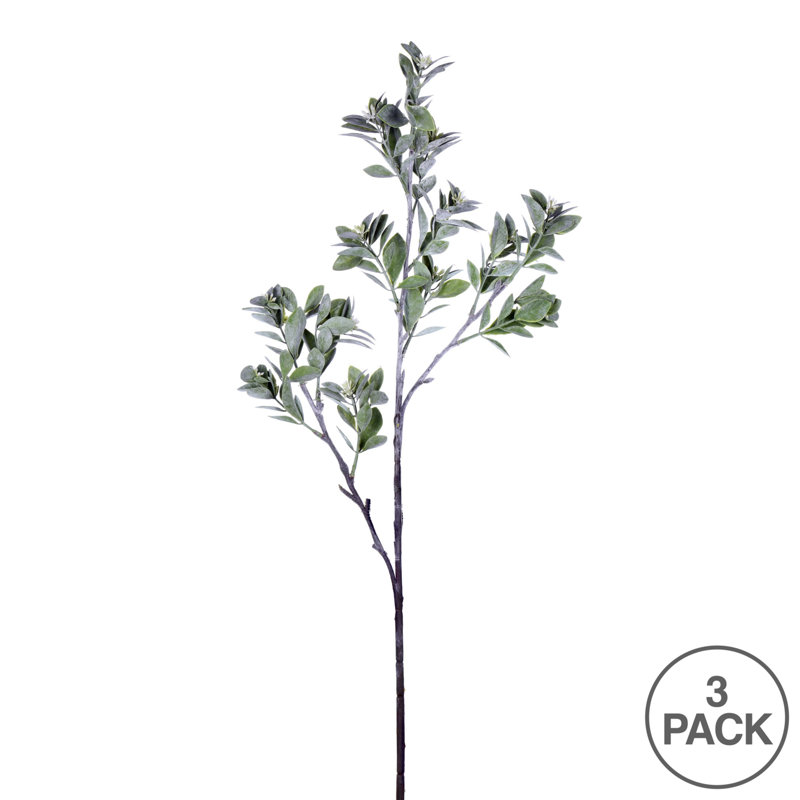31'' Aglaia Plant