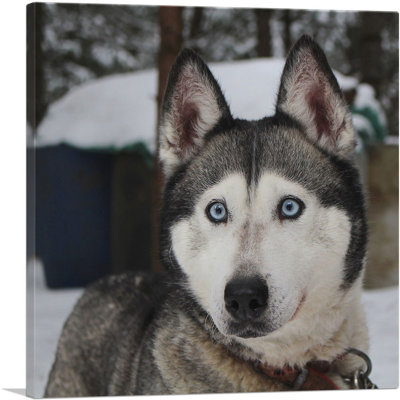 " Siberian Husky "
