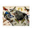 Animals Around Here On Canvas Print-126780640