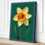 Daffodil Study Botanical - Wrapped Canvas-570533568-570533589