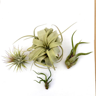 Air Plant Bundle Basics 4PK 2"-5"