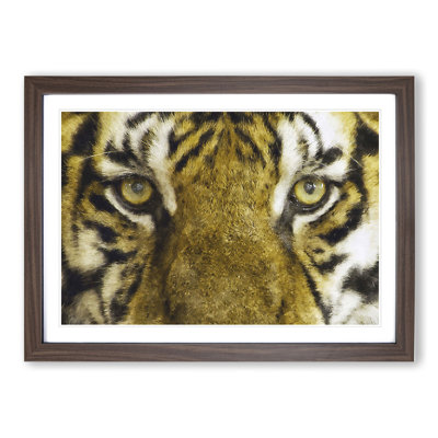 Eye of the Tiger - Framed Print