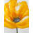 Beautiful yellow flower - Framed canvas for home decor