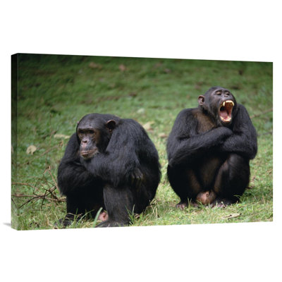 " Tanzania Gombe Stream National Park 'Chimpanzee Pair Interacting' "