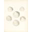Sea Trinkets 1 Print by Studio L57 Nouvelle-1747263551