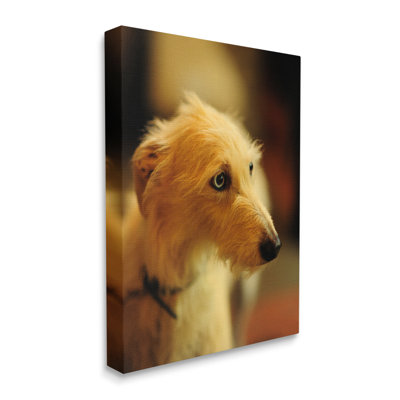 «Long Hair Terrier Dog» par James Dobson - photographie