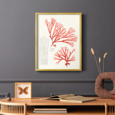 «Vintage Coral Study I», reproduction encadrée - bois massif
