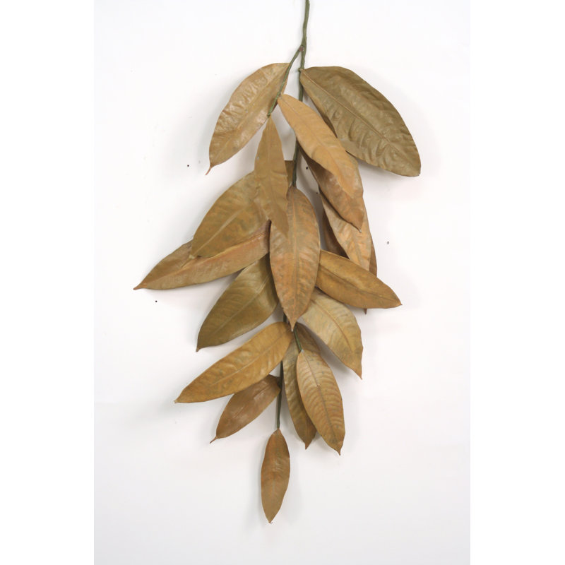 Feuille de gandaria 1,4 po avocats