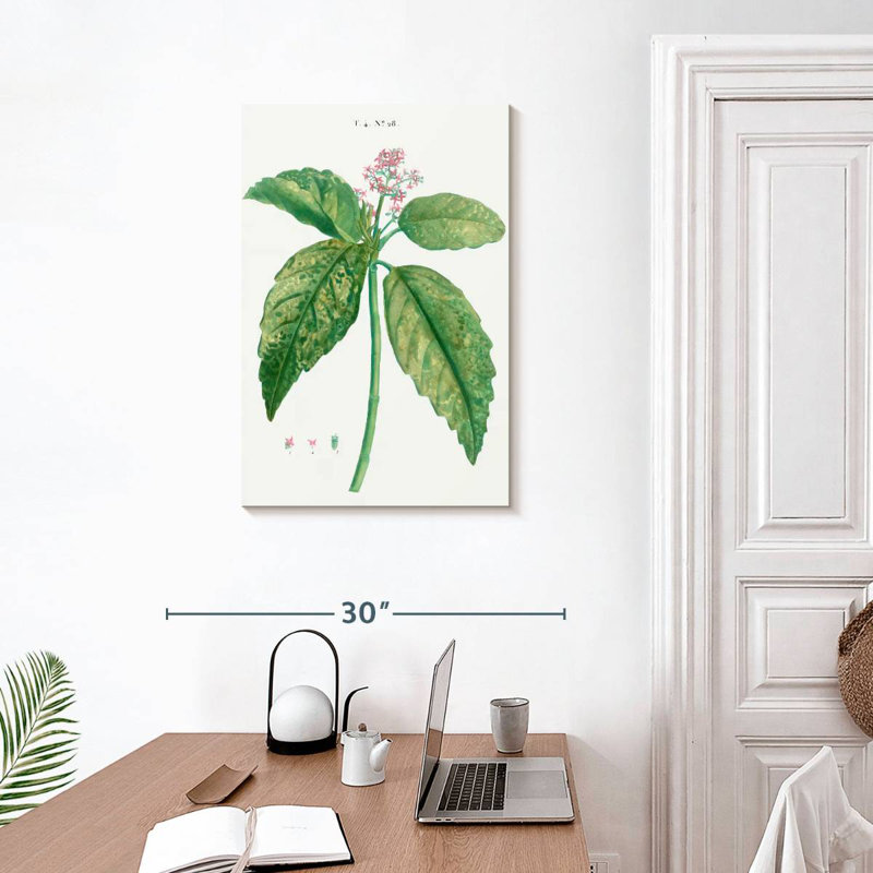 Harnek, laurier japonais, Aucuba Japonica, H 30 po x l 20 po