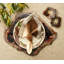 Fossil Placemat