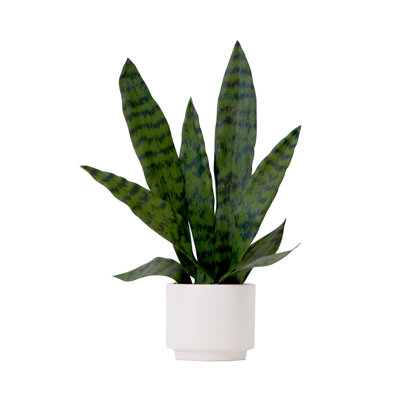 Plante de 16 po