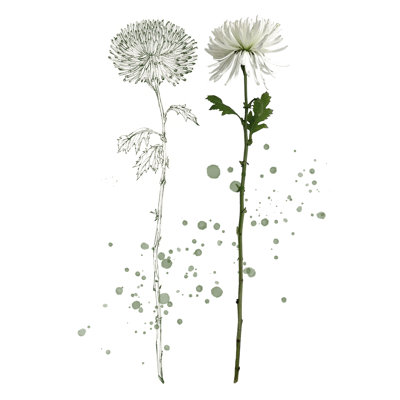 Botany Flower IV - Graphic Art