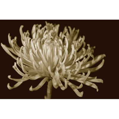 Mammoth Mums I (JP) by Renée W. Stramel - Wrapped Canvas Art Prints