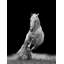 Horse Trot Print-24074604
