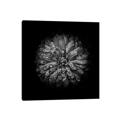 Black And White Mum IV by Brian Carson - Wrapped Canvas Print