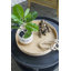 Plateau de table basse Reginiat Sue