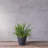 Carreras Planter-511374859-511374852