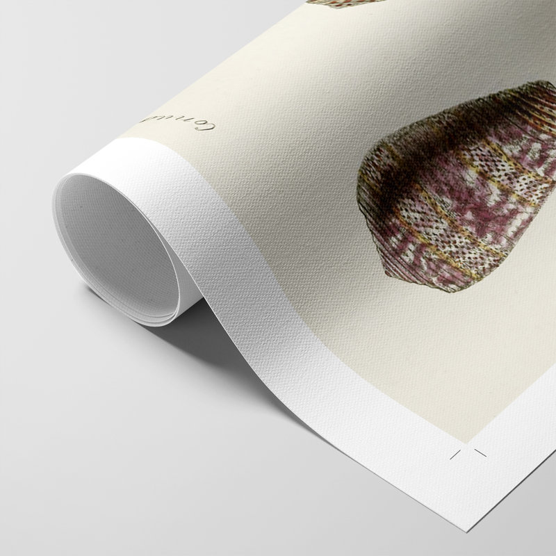 Cone Shell Collection VI - Impression sur toile seulement - NON-CADRE, H 18 po x l 12 po