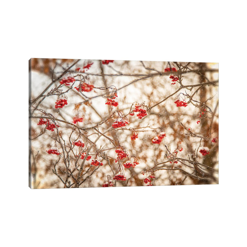 Rowan At The Winter by Nik Rave - Wrapped Canvas Gallery-Wrapped Canvas Giclée, 66.04 cm H x 45.72 cm W