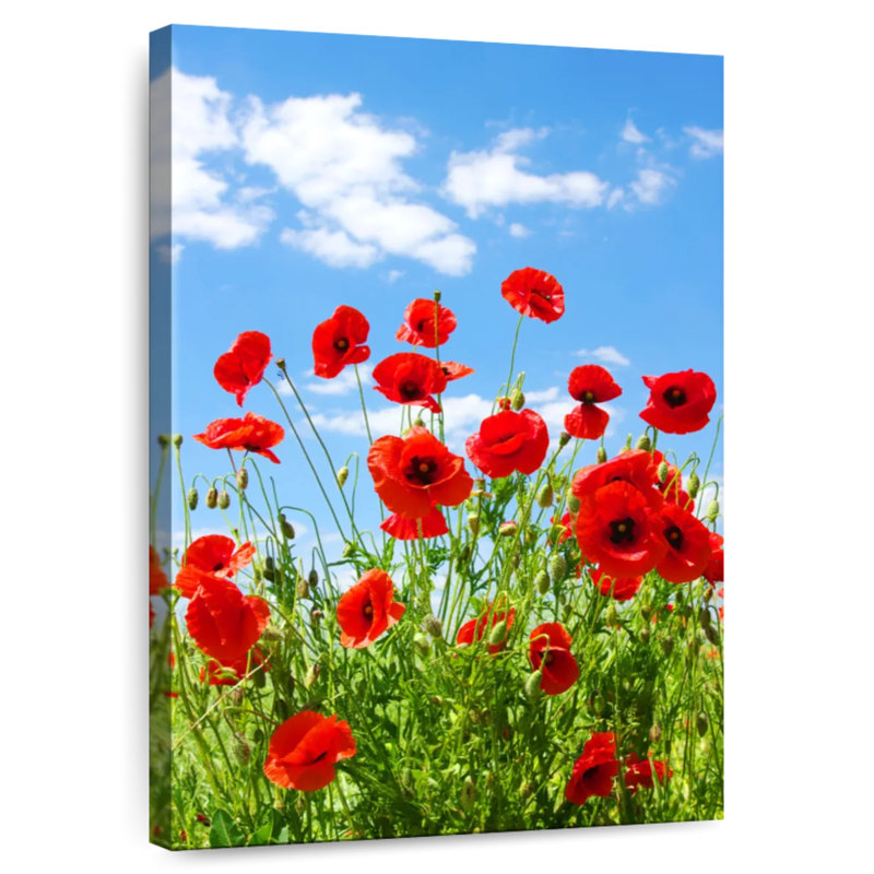 Coquelicots rouges Harnek, H 24 po x l 16 po