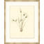 Prairie Smoke Painting