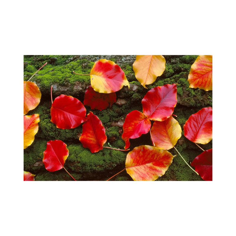 Fall Leaves Sacramento CA USA 1 Piece Wrapped Canvas Wall Art, 101.6 cm H x 66.04 cm W