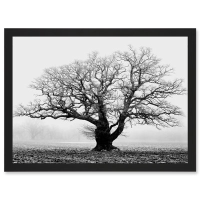 Old Oak Tree Black White In Mist Fog Photo - Single Picture Frame Print