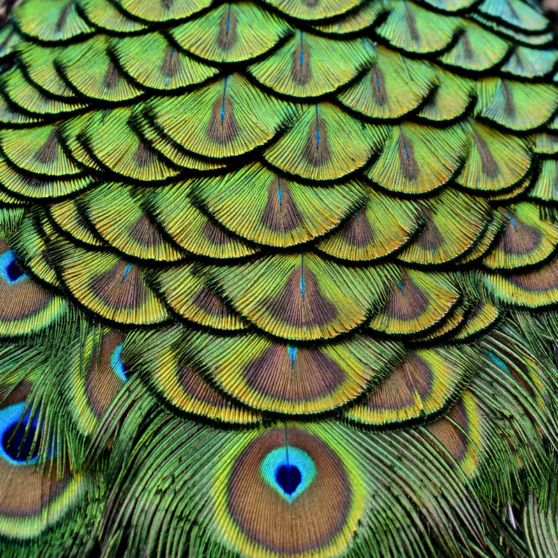 Velvet Green And Golden Pallets Background Of Indian Peacock Fea - Wrapped Canvas Print, 76cm H x 76cm W x 3.8cm D