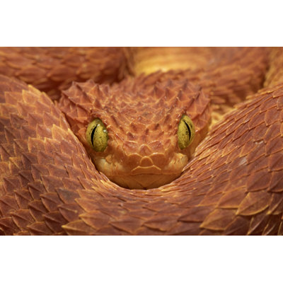 Close-Up Of Venomous Bush by Mark Kostich - Wrapped Canvas Print