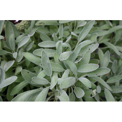 Grey Sage Plant by Pleio - No Frame Art Prints on Canvas