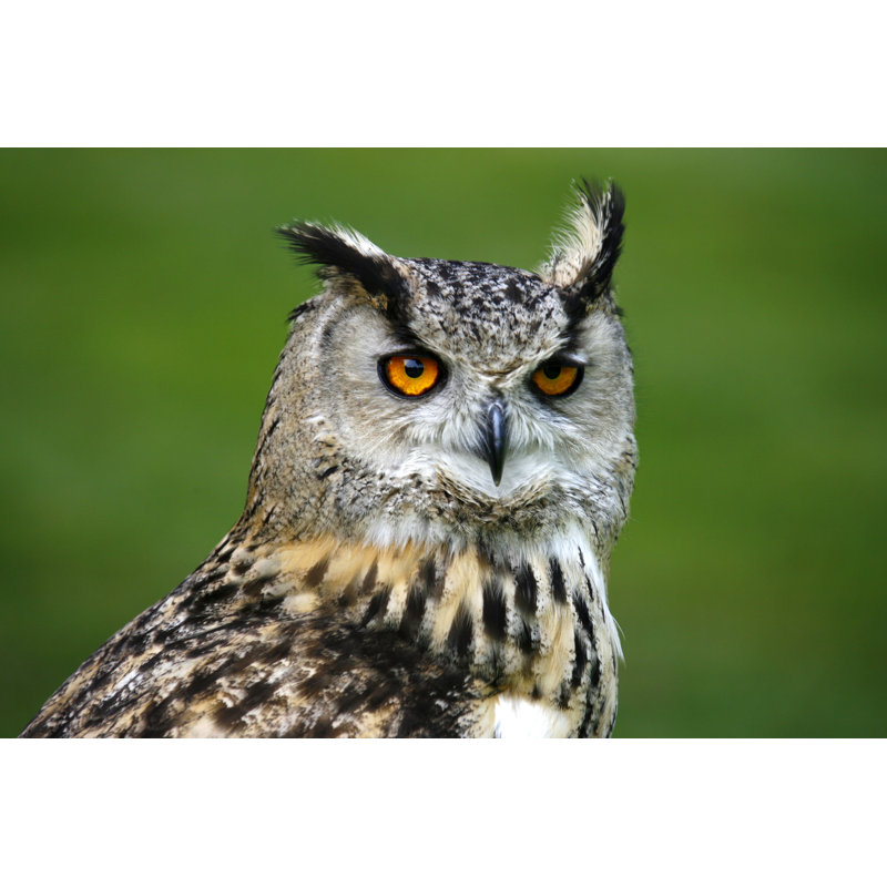 Tawny Owl by Nicholas Free - Wrapped Canvas Print, 51cm H x 76cm W