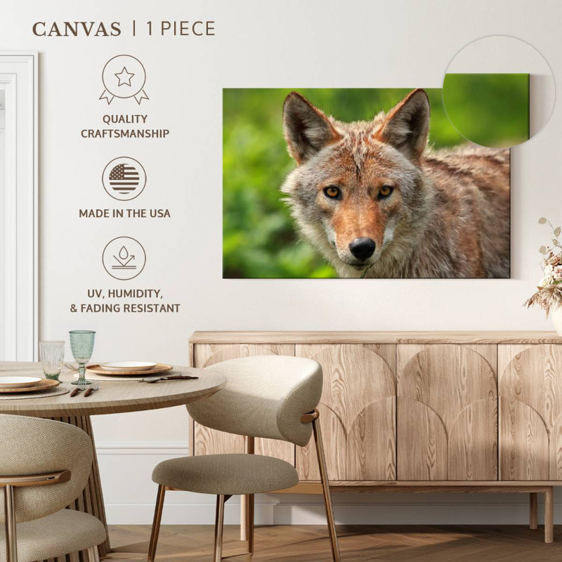 Face Of Coyote