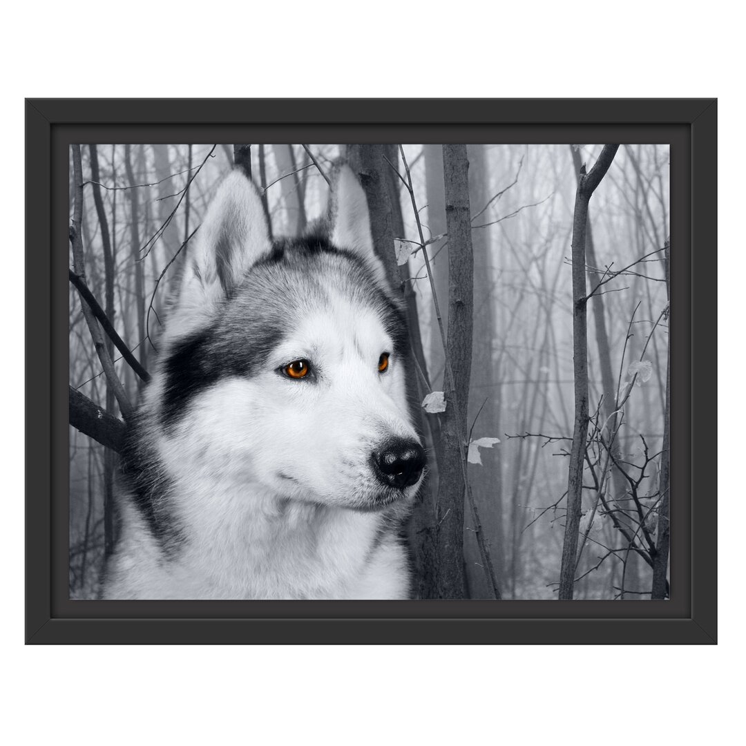 Gerahmtes Wandbild Wachsamer Husky