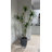 91'' Faux Dragon Tree Tree in Pot