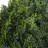 Artificial Cypress Topiary-23" Ball Style Faux Plant in Sturdy Pot-Realistic Indoor or Outdoor Potted Shrub