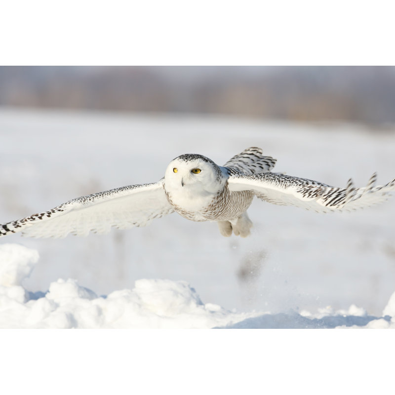 Harfang des neiges par Rpbirdman, H 12 po x l 18 po