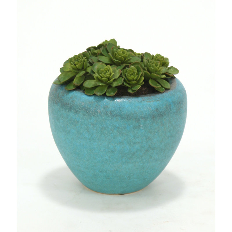 Plante de bureau en pot en pot et poule