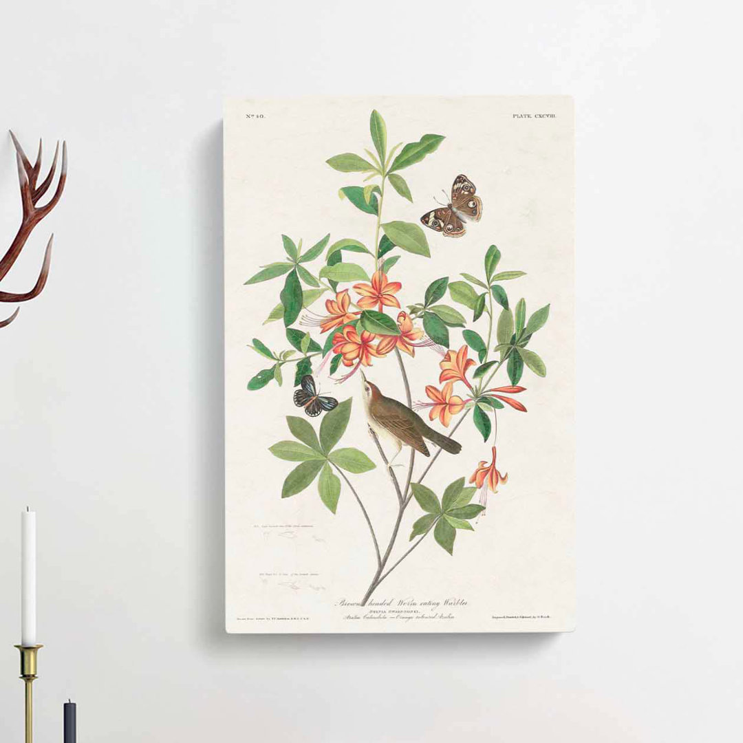 Warbler Bird & Butterflies by John Audubon - Wrapped Canvas