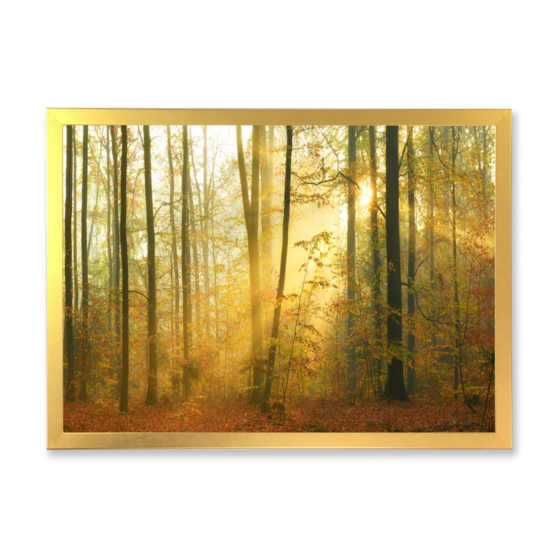 «Autumn Morning Forest», reproduction d'art sur toile traditionnelle, H 24 po x l 36 po x P 1 po, Encadrement doré