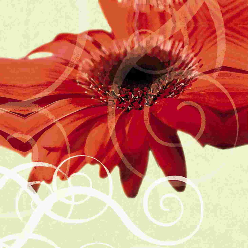 Gerber Daisy 4, H 36 po x l 36 po