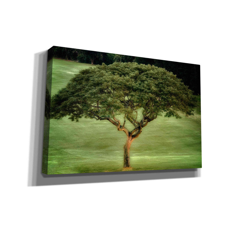«Single Tree» par Dennis Frates, art mural sur toile, H 40 po x l 60 po x P 1,5 po