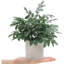 Ensemble de 2 petites plantes artificielles en pot pour étagère bureau maison salle de bain maison de campagne table basse décor (gris vert)