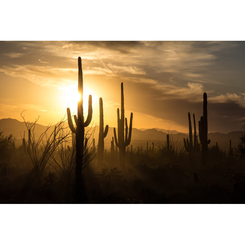 Saguaro Cactus Silhouettes Against Golden Sunset Skies, Tucson, Az - Wrapped Canvas Print, 81cm H x 122cm W