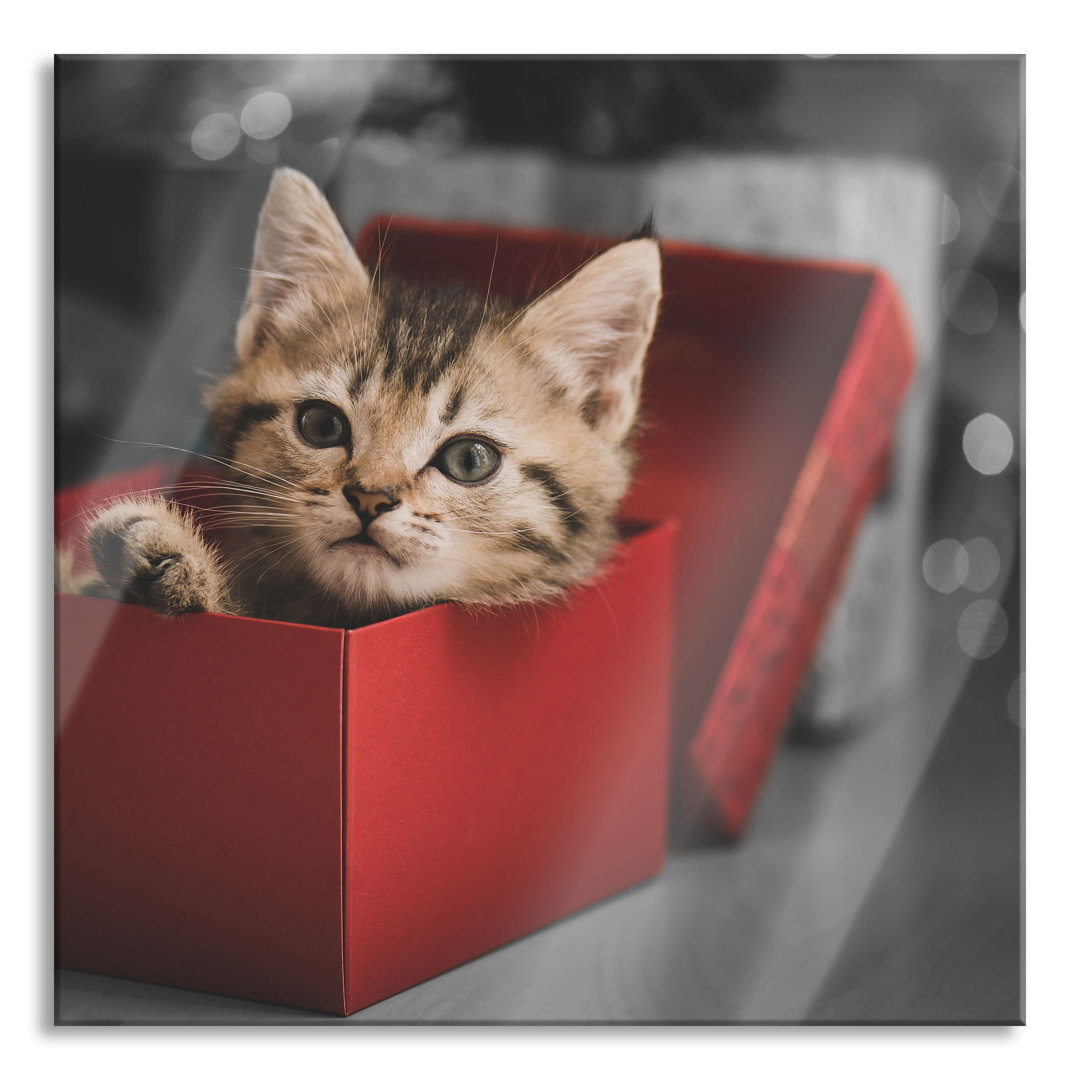 Ungerahmtes Foto auf Glas "Cute Kitten in a Box"