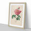 Pink Blush Cabbage Rose by Pierre-Joseph Redoute - Picture Frame Painting Print-55583736-55583734