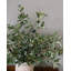 Large Olive Branch 46"
