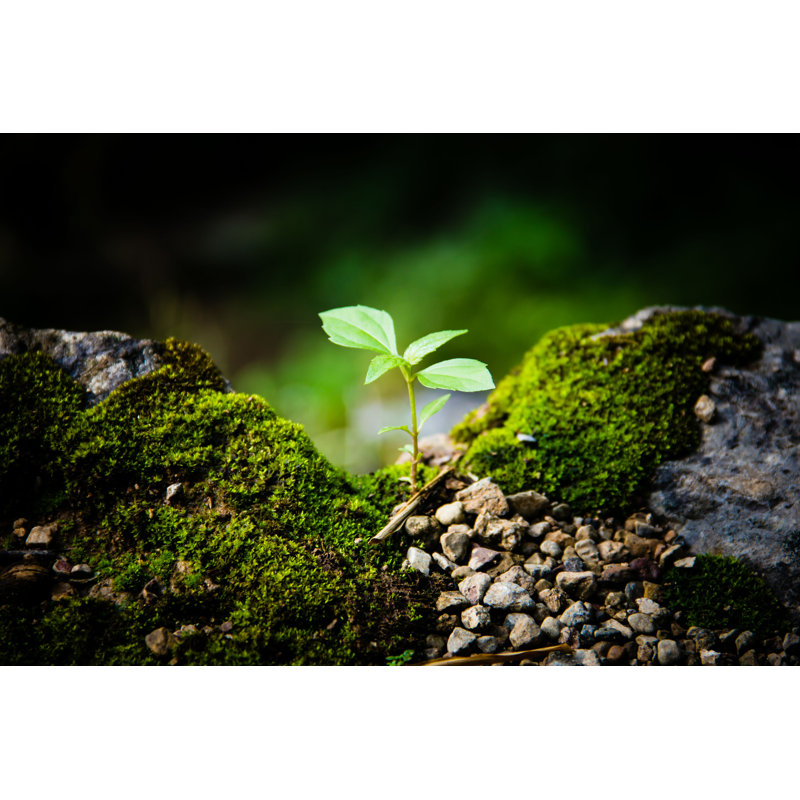 Aurelus Young Plant - Photographie sur toile tendue, H 8 po x l 12 po